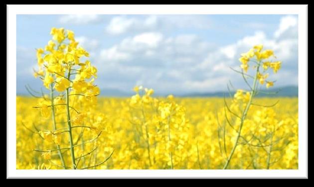 Obvyklé druhy tuků Rostlinné oleje: jednodruhové nebo vícedruhové (řepkový, palmový, slunečnicový, kokosový, sójový, podzemnicový, bavlníkový atd.