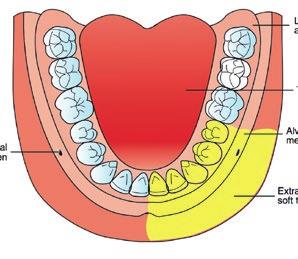 Anestezie na foramen mentale může být jednoduchou a velmi úspěšnou technikou. Anestezie n. incisivus (n. mentalis) N. mentalis a n. incisivus jsou terminálními větvemi n. alveolaris inferior. N. mentalis opouští foramen mentale v blízkosti apexů dolních premolárů.