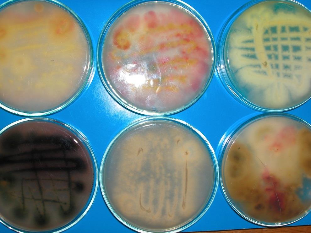 At present more than 400 mycotoxins produced