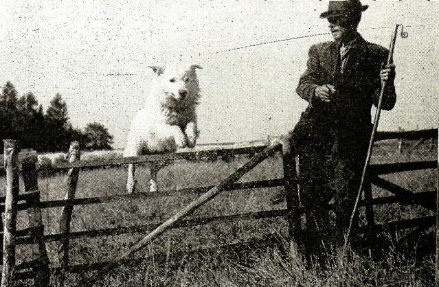 Tamější rolníci a pastýři převzali velení od vojenských vysloužilců valašského původu. Převzali jejich řeč a tzv. valašské zřízení osvědčené při hlídání hranic za pomocí psů. Od 4.