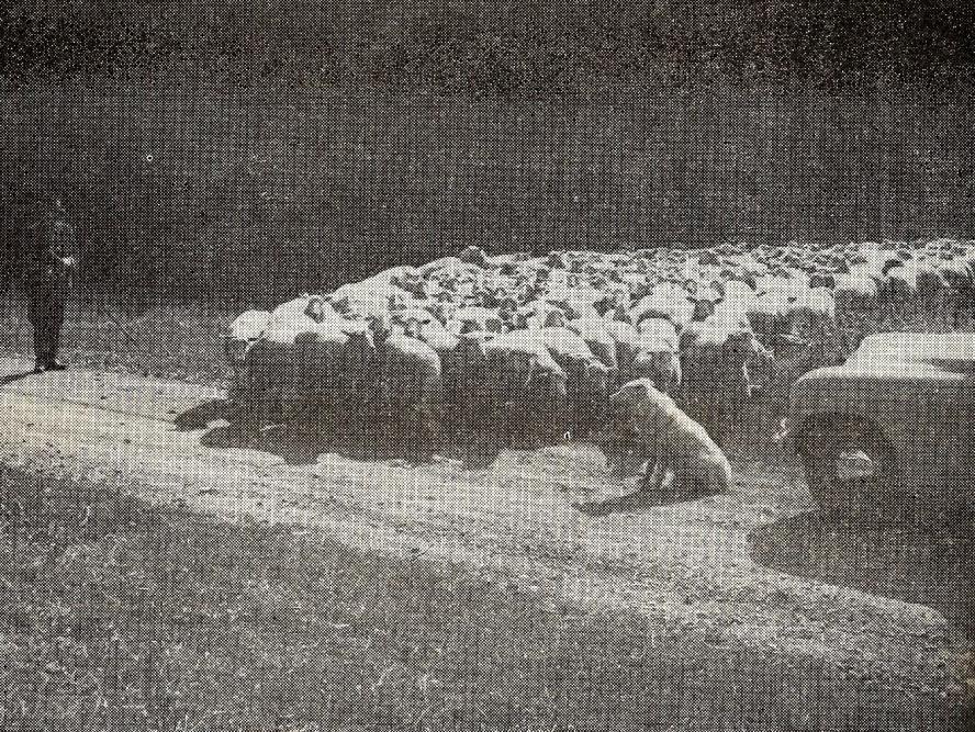 Jakmile se stádo rozvine a zapase se, je možné ho pozorovat z vyvýšeného místa bez toho, že by ho někdo vedl.