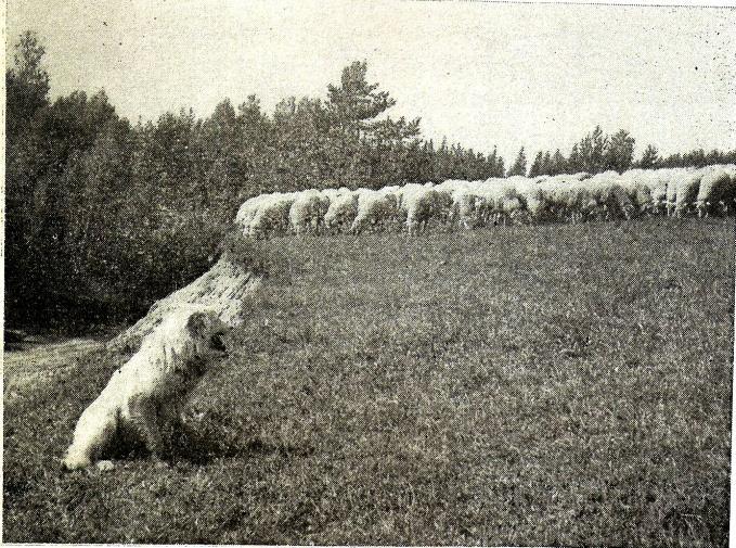 Po spasení jednoho pásu v šířce záběru stáda se na konci pastviny na její mezi udělá obrat na spásání sousedního pásu.