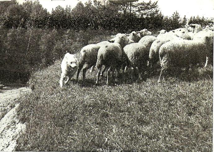 V přiměřeném odstupu od strže se stádo pase