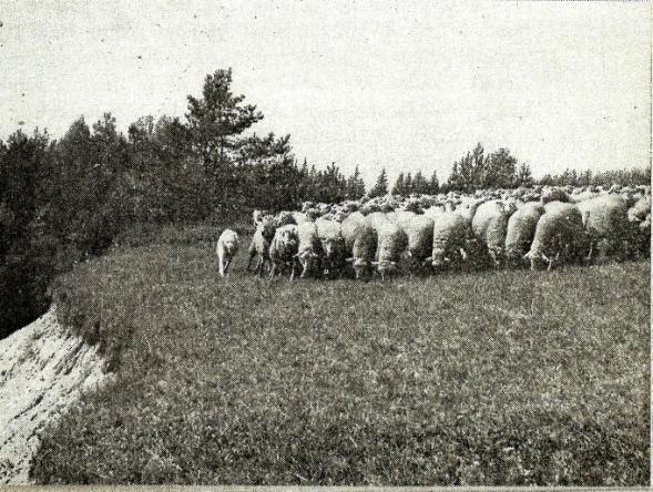 Zastavení stáda.