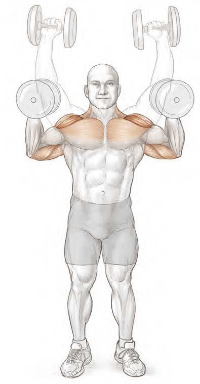 Používané svaly Primárně: přední část deltového svalu. Sekundárně: střední část deltového svalu, triceps, trapéz, horní část prsních svalů.