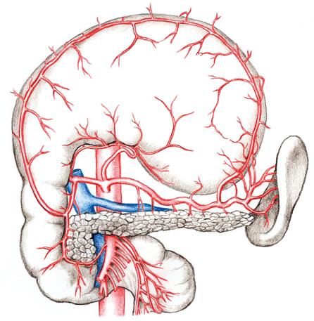 Anatomie splanchnického řečiště 3 3.