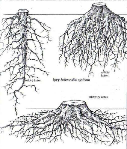 Kořenové