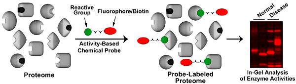 ) isothiocyanát aldehyd R-CH (adice - thioočoina) oina) 2 (+ redukce borohydride) R Cl-Hg CH p-chlorerkuri benzooá k.