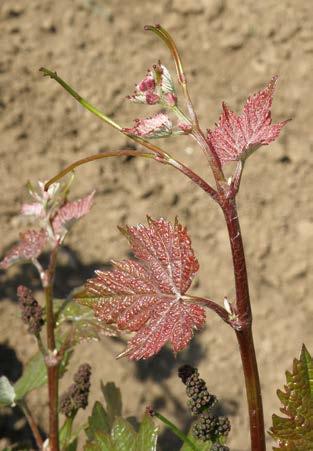 patří mezi morfologické znaky existujících odrůd Vitis vinifera. Odrůdy jsou od té doby zařazeny do botanického druhu Vitis vinifera réva vinná. Jednou z prvních byla německá PIWI odrůda Regent.