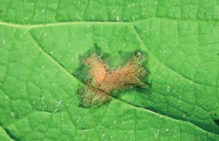 Alginure pomocný přípravek s výtažkem z mořských řas, rostlinnými aminokyselinami, algináty plíseň révy (peronospora) padlí révy (oidium) Ošetření Alginurem aktivuje imunitní systém rostliny, která