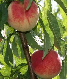 tuhá, odlučitelná navinule sladká, aromatická navinule sladká, velmi aromatická Zrání : 1/2 srpna