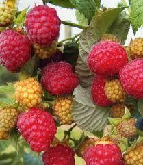 navinulá, aromatická Plod : velký, kuželovitý Plod : velký, sytě červený Plodnost : pravidelná