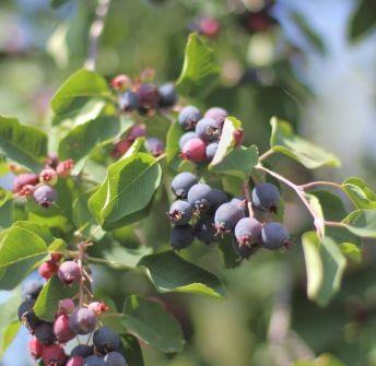 -20 stupňů, vhodná zakrytí textilií Amelanchier - SMOKY Netradiční ovoce Aronia - NERO FICUS - Brown Turkey Jeřáb -