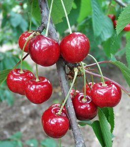 aromatická hodně sladká, aromatická Zrání : polovina července Zrání : 1/2 červen