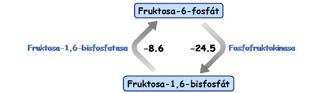 fosfofruktokinasy a fruktosa1,6bisfosfatasy. Hydrolýza ATP vytváří teplo.