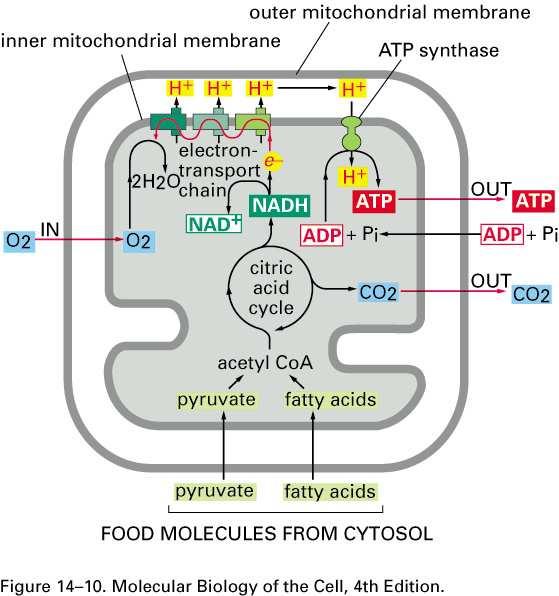 Jak mitochondrie generuje