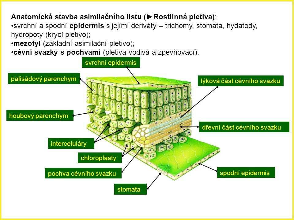 Rostliny C 4 koncentrují na povrchu listu CO 2. Řada rostlin se evolučně přizpůsobila kolísání koncentrace O 2 a CO 2 tak, že koncentrují ve fotosyntetických buňkách CO 2 a zabraňují fotorespiraci.