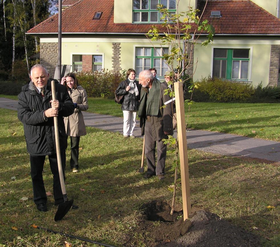 . javor cukrový Acer saccharum