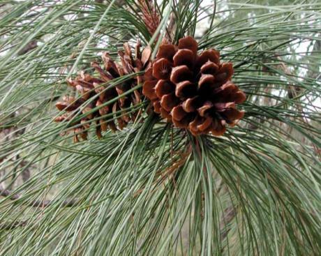 Pinus aristata Hamamelis