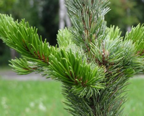 ponderosa Pinus strobus