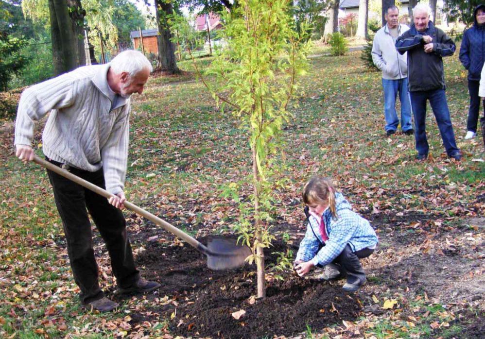 . tisovec dvouřadý Taxodium