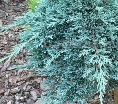 křovitá Hachmann s Gigant Juniperus
