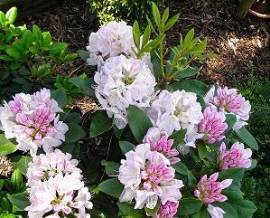 pěnišník Claudine Rhododendron Claudine pěnišník Cunningham s White Rhododendron Cunningham s White pěnišník Delta Rhododendron Delta pěnišník Doloroso Rhododendron Doloroso pěnišník Dora Amateis