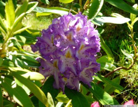 Polarnacht Rhododendron Polarnacht pěnišník Pink Purple Dream Rhododendron Pink Purple Dream pěnišník Roseum Elegans Rhododendron Roseum Elegans pěnišník Roseum Superbum Rhododendron Roseum Superbum