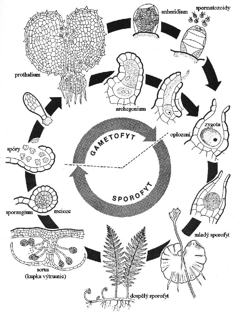 Střídání sporofytu a gametofytu u