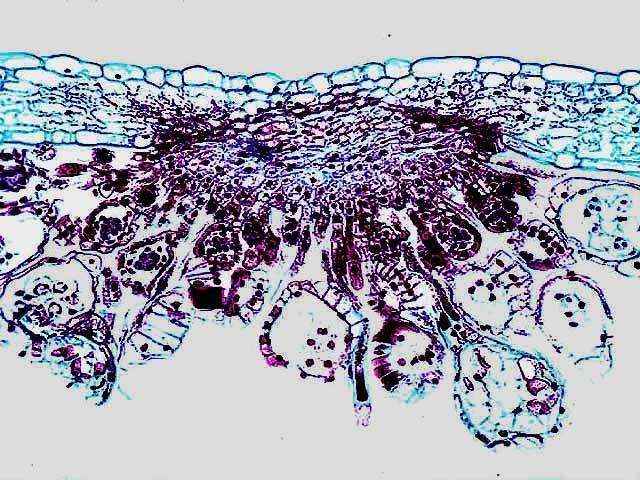 sporangia u