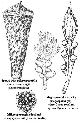 Semenné rostliny (Spermatophyta)