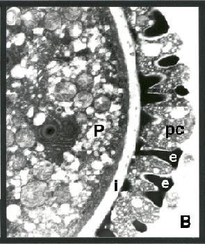 intina -proteiny, glycidy,lipidy, enzymy, vitaminy,