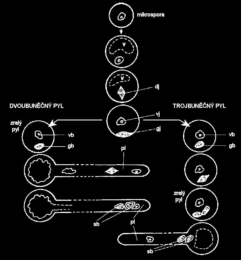Vývoj mikrospory ve zralé pylové zrno