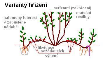 Vegetativní rozmnožování - řízkování (stonkové i kořenové