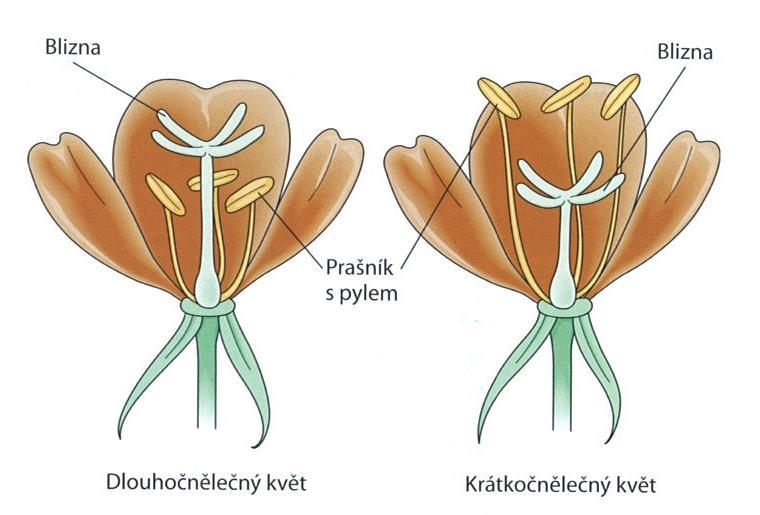 Mechanismy bránící samoopylení RŮZNOČNĚLEČNOST DALŠÍ MECHANISMY dvoudomé rostliny (rostliny samčí a samičí) dozrávání tyčinek a pestíků v různou dobu uměle při šlechtění odstraňování tyčinek