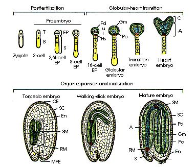 Vývoj embrya suspenzor děložní listy - protoderm - prokambium - základní meristém Yadegari et