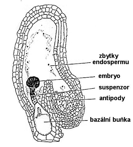 Vývoj embrya