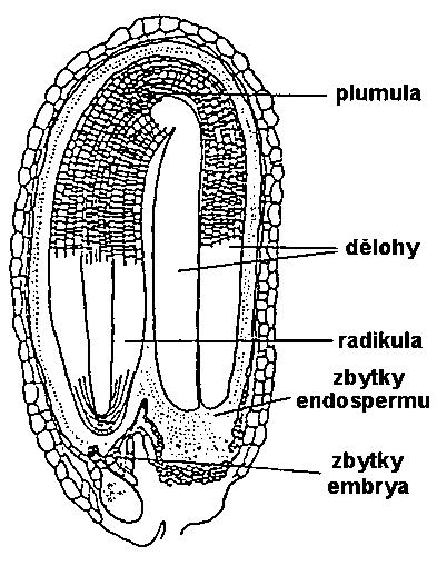 semene