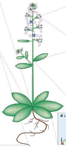 Cytokininy - deriváty adeninu - poprvé popsány v endospermu kukuřice (Zea mays) zeatin