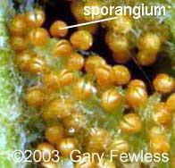 diploidní mitospory haploidní meiospory - podle místa diferenciace: - exospory konidiospory vznik pučením na mateřském jedinci (houby) - endospory sporangiospory