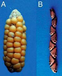Rostlinné biotechnologie Selekce kukuřice v neolitu Transgenní