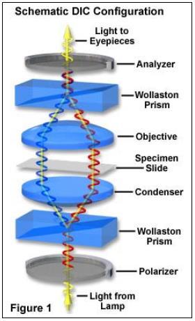 Normanského diferenciální interferenční kontrast (DIC) obecně platí, že interferenční mikroskopie pracuje na principu porovnání paprsku po průchodu vzorkem a druhého po průchodu mimo vzorek
