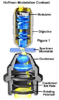Hoffmanův modulační kontrast (HMC) Výhody oproti Normanskému DIC: podobné zobrazení při nižší ceně doplňkových komponent možnost pozorovat objekty i na dvojlomných podložkách (např.