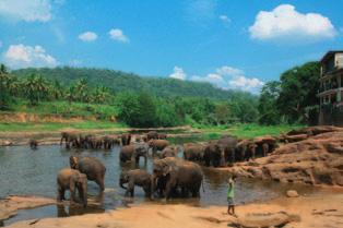 SRÍ LANKA poznávací zájezdy VIETNAM ŘECKO srí lanka rajský ostrov v indickém oceánu DAMBULA PINNAWELA ANURADhAPURA POLONNARUWA NÁRODNÍ PARK MINNERIYA SIGIRIYA habarana MATALA KANDY RAMBODA NUWARA