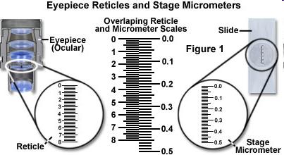 Mikrometrobjektiv je destička formátu podložního skla, opatřená mikrometrickou stupnicí, kde 1 mm je rozdělený na 100 dílků, 1 dílek = 0,01 mm = 10 mikronů. Stupnice je chráněna krycím sklem.