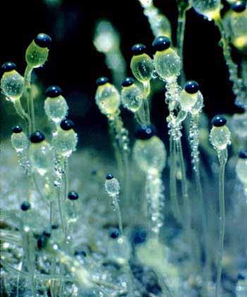 Voda Mycelium potřebuje mít nižší vodní potenciál a přijímat vodu - plodnice 70-90% vody - odstřelování sporangií u některých zygomycetů - sporangia u některých zygomycetů a spory askomycetů