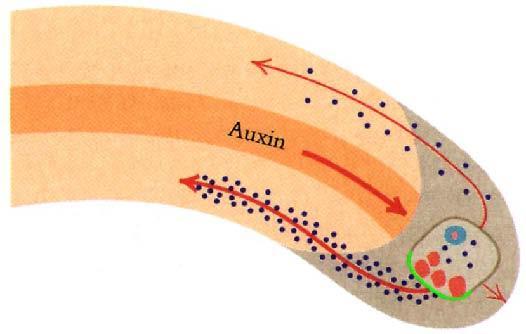 Mechanismus gravitropismu škrob nucleus auxin PIN3