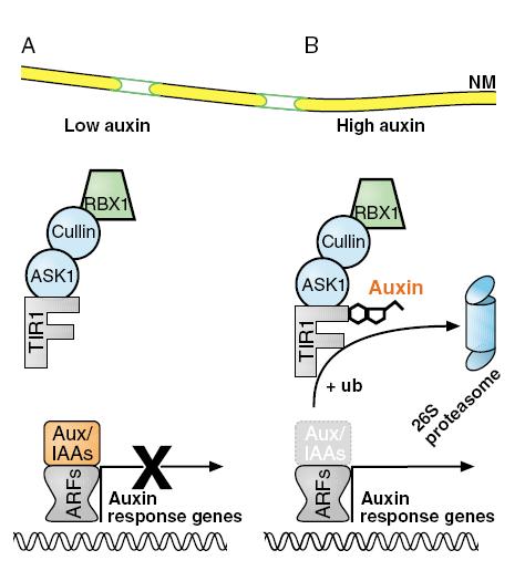 Regulace genové exprese v odpovědi na auxin receptor TIR1 V odpovědi na auxin jsou represory Aux/IAA degradovány ubikvitinligázou SCF TIR1.