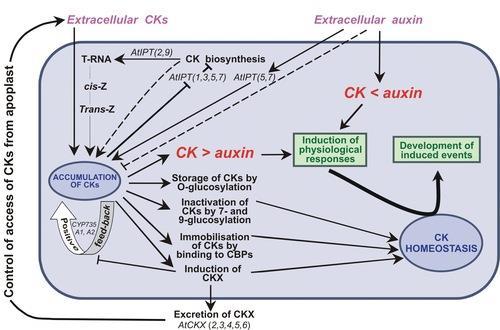 Regulace hladin cytokininů v poměru k