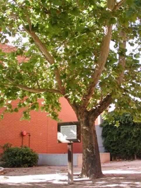 /babyka/ PLATANUS ACERIFOLIA /platan/ /kultivar